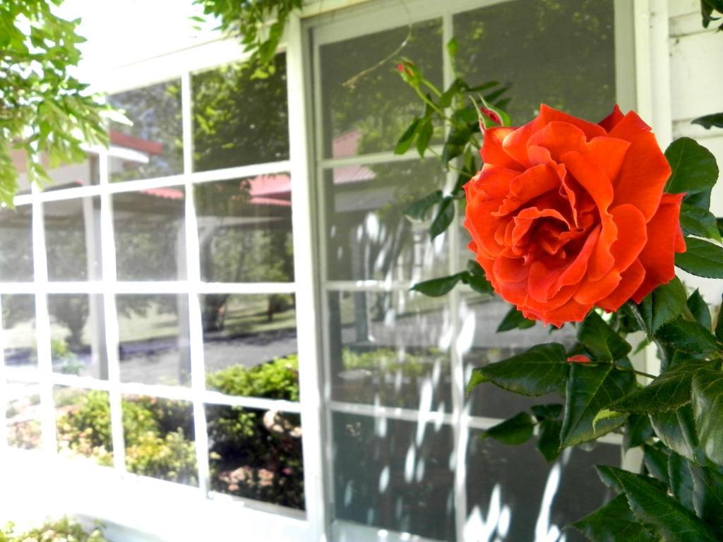 Moore Park Inn Armidale Bagian luar foto